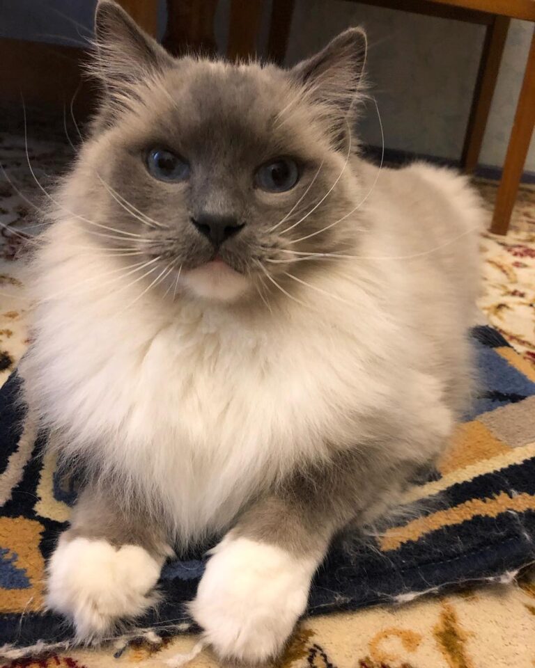 Продолжаем отдыхать? #котики #котикибудутвсегда #рэгдолл