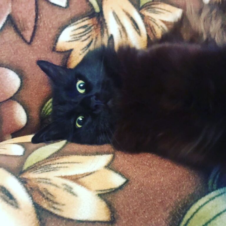 Селфи делаю . . . #ЧерныйКот #кот #мойкот #черный #инстакот