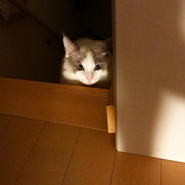 . 夜中に海外ドラマを鑑賞中、 気配を感じて振り返ると… . . . . 怖っ！ . #なぜそこに #こっち見てる #おばけねこ