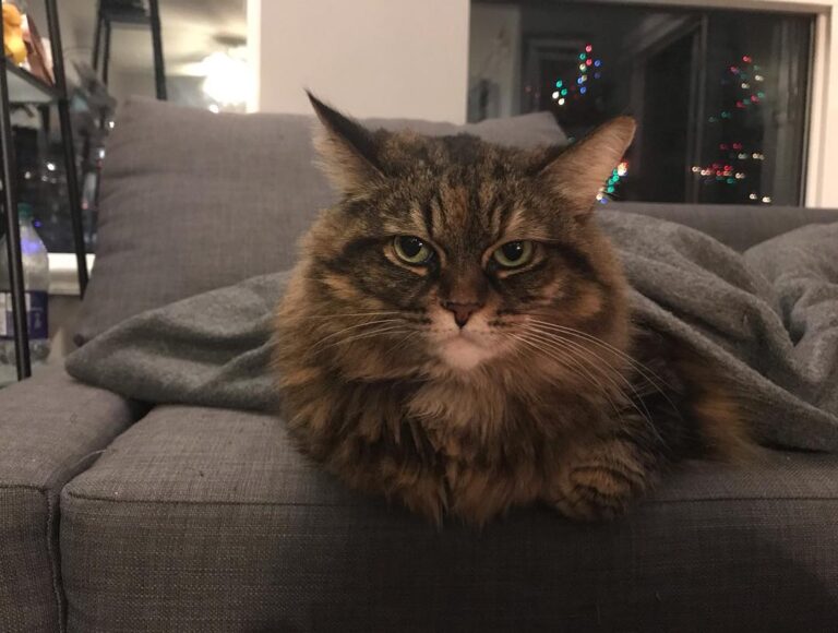 1st picture: her reaction when I say I’m not a cat person 2nd