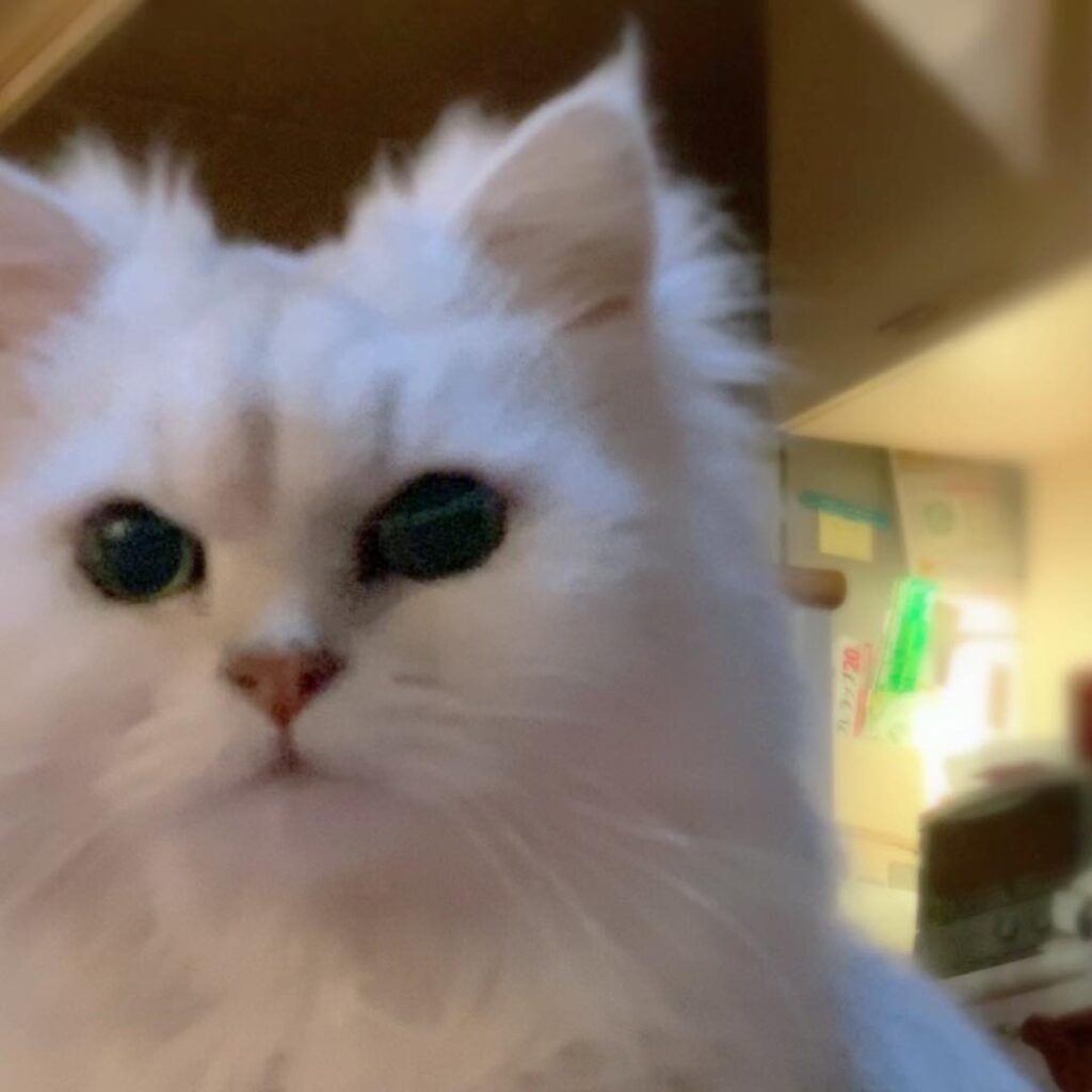 2019.1.6. . ⒼᴏᴏᴅᴏʀɴɪɴɢʏⒻʀɪᴇɴᴅⓈ His name’s Puni – 15yrs,single ᴘᴜɴɪⓁⓄⓋⒺ