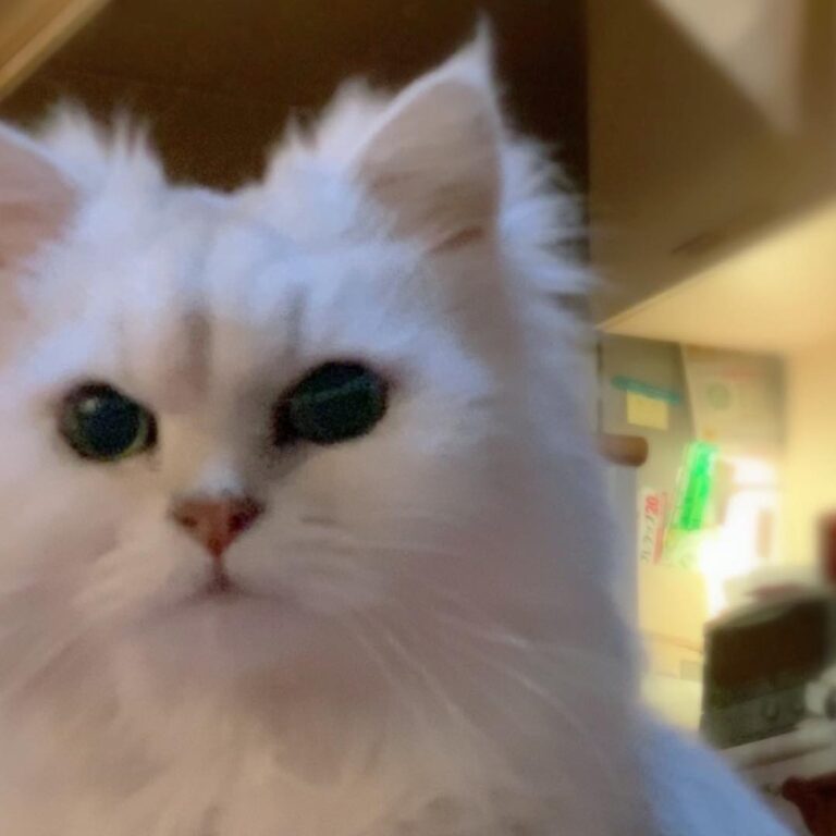 2019.1.6. . ⒼᴏᴏᴅᴏʀɴɪɴɢʏⒻʀɪᴇɴᴅⓈ His name’s Puni – 15yrs,single ᴘᴜɴɪⓁⓄⓋⒺ