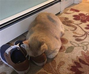 FunnyCatSite