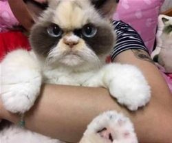 Why Do Cats Chirp at Birds?
