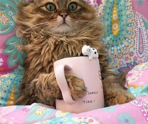 FunnyCatSite