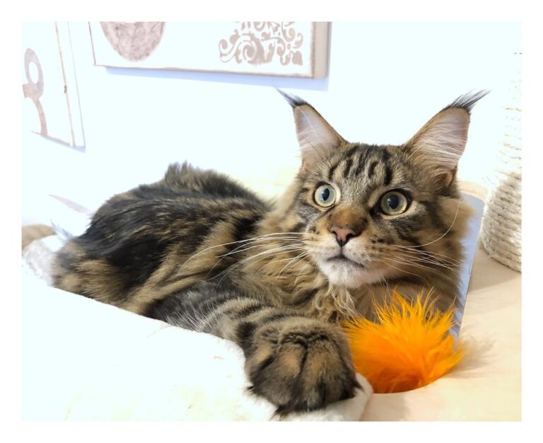 Après la chambre c’est au tour de l’arbre à chat !! • • 16 Décembre –