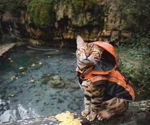 FunnyCatSite