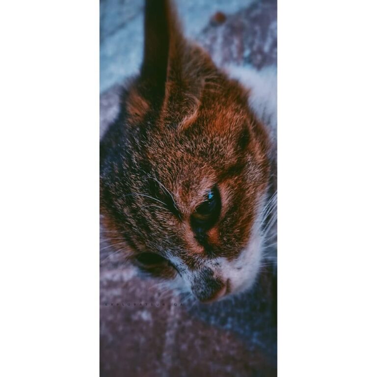 “As anyone who has ever been around a cat for any length of time well