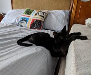 FunnyCatSite