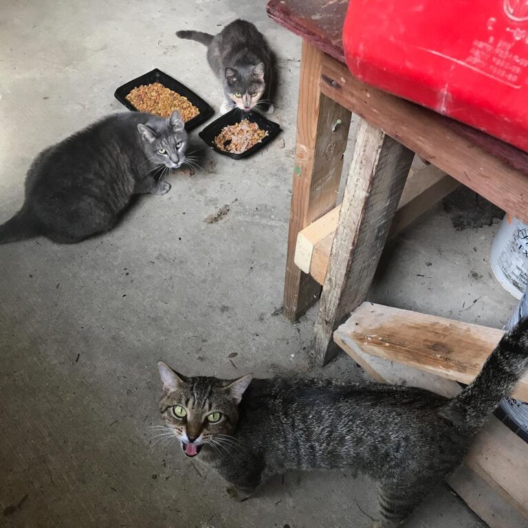 Canelo asking for more food . This is one of their feeding spots but