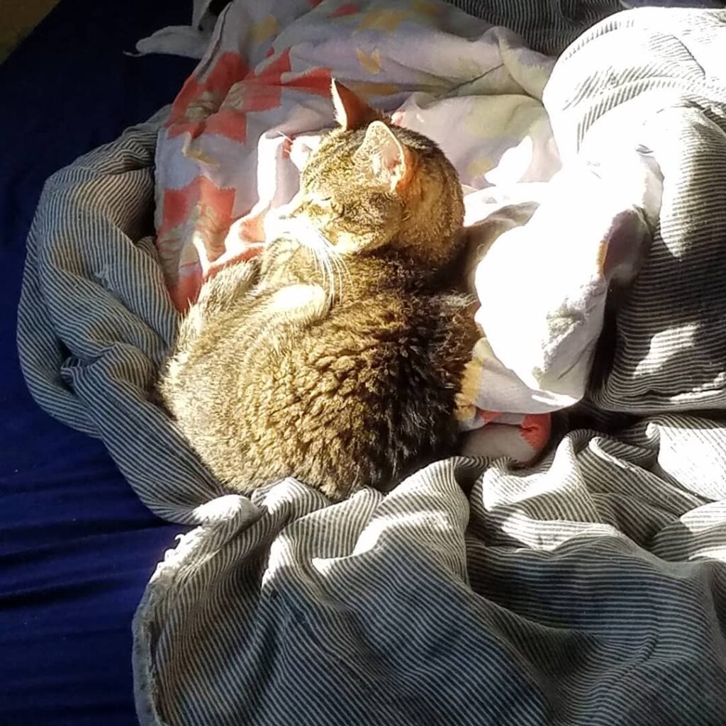 Cat in sunbeam.