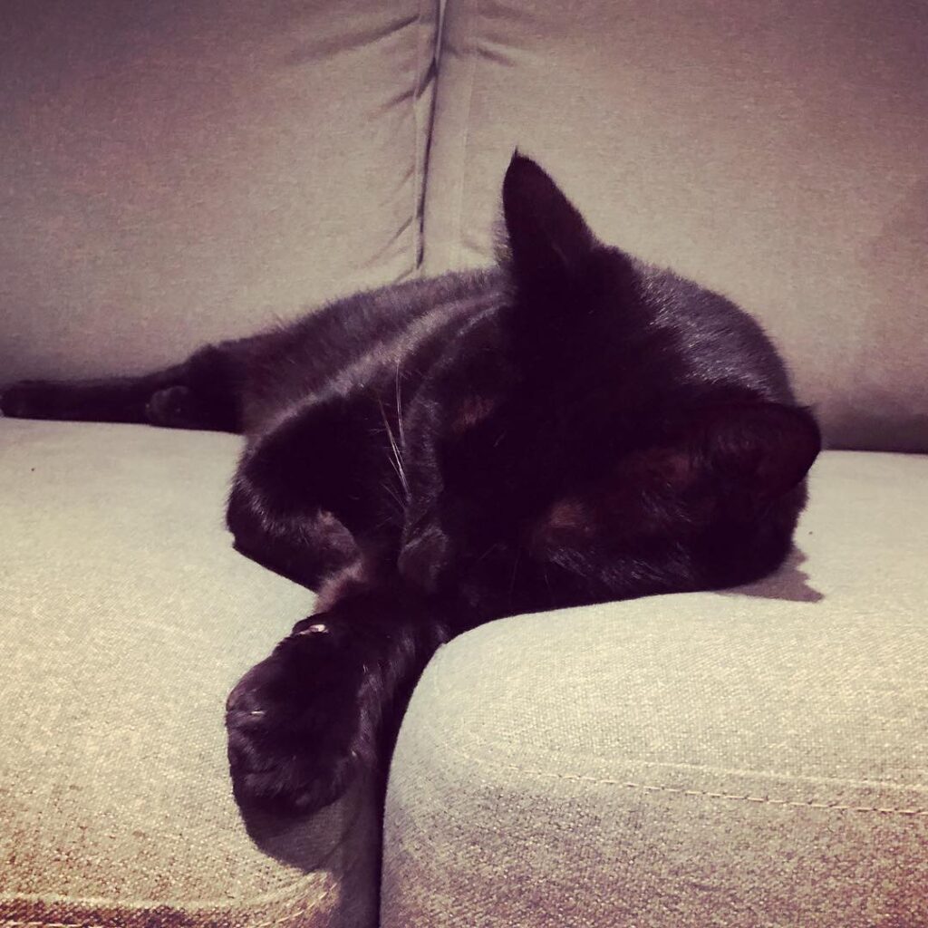 Cat nap.