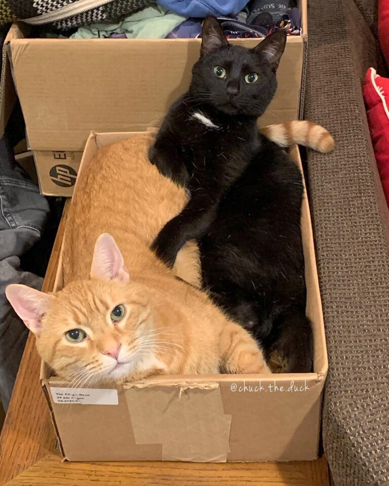 Caturday snuggle time! . .