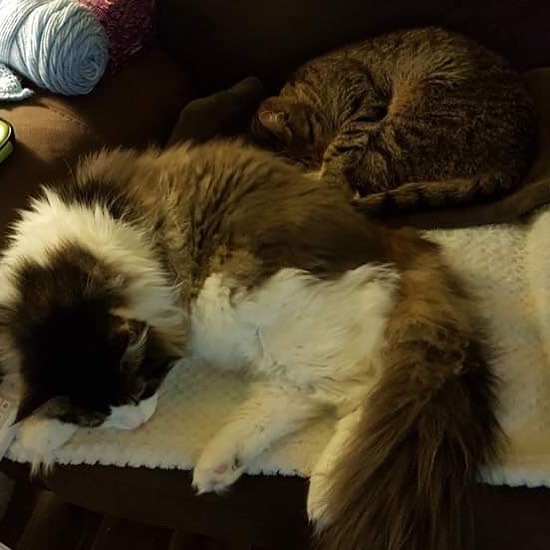 Caturdays are for cuddles