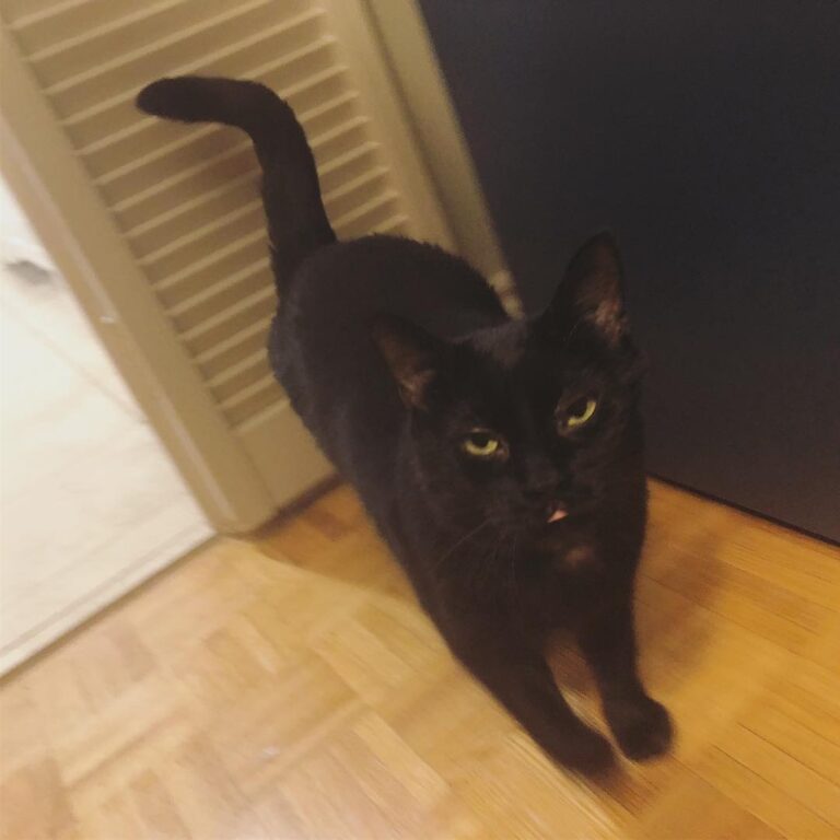 Chester is my little shadow .