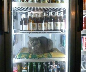 FunnyCatSite