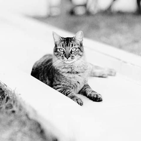 Cucho Bebé Fotografía por: . . . . #
