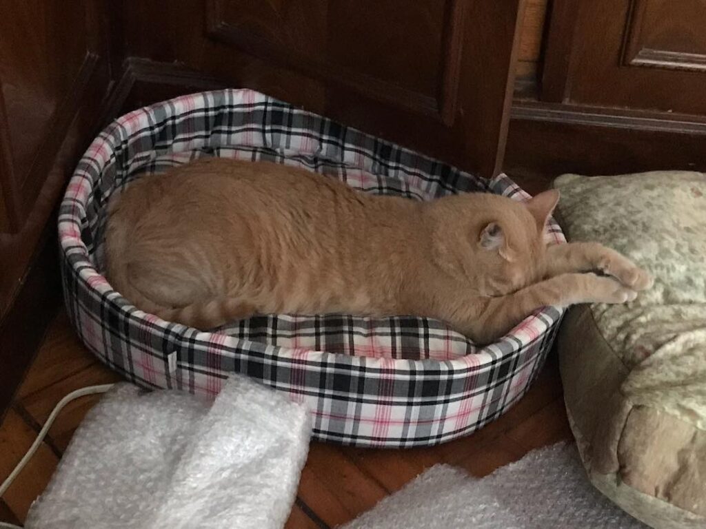 Da série “gato é tudo doido”.