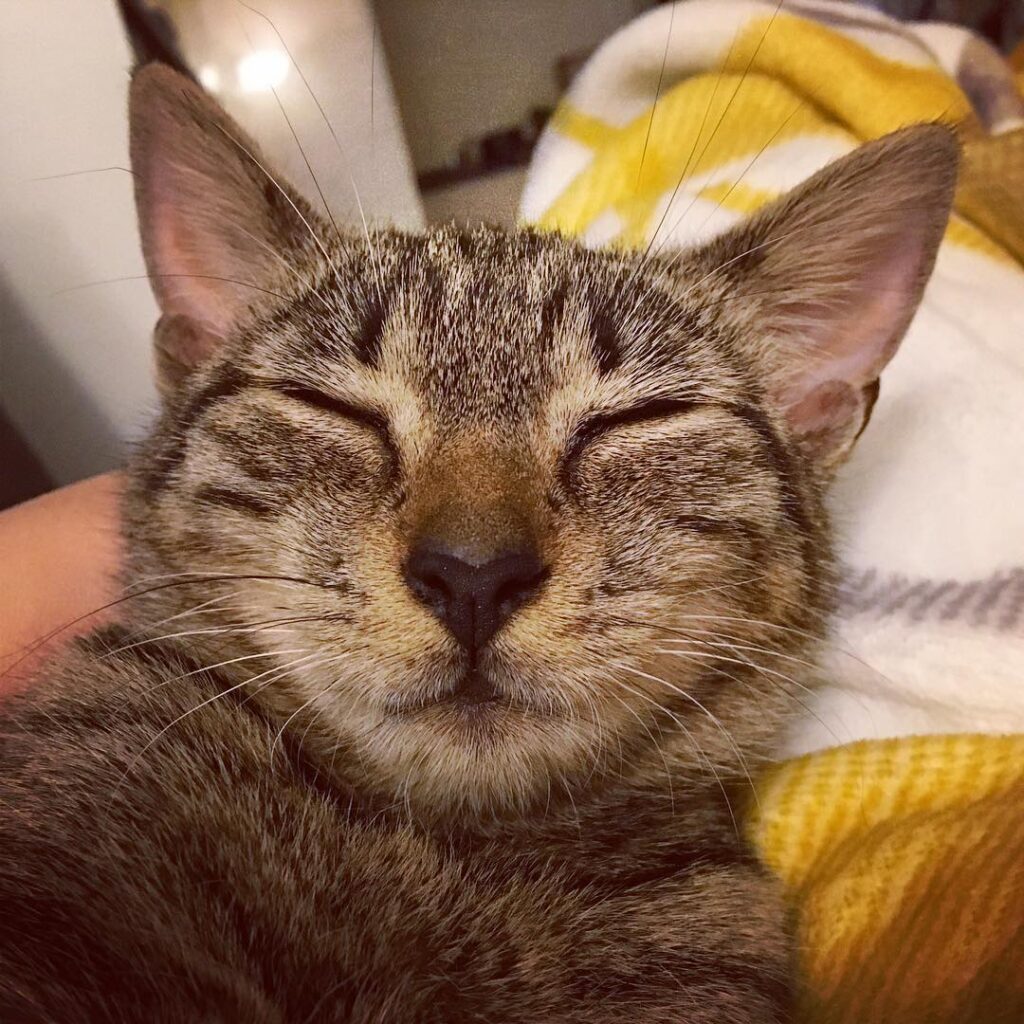 Derp gremlin