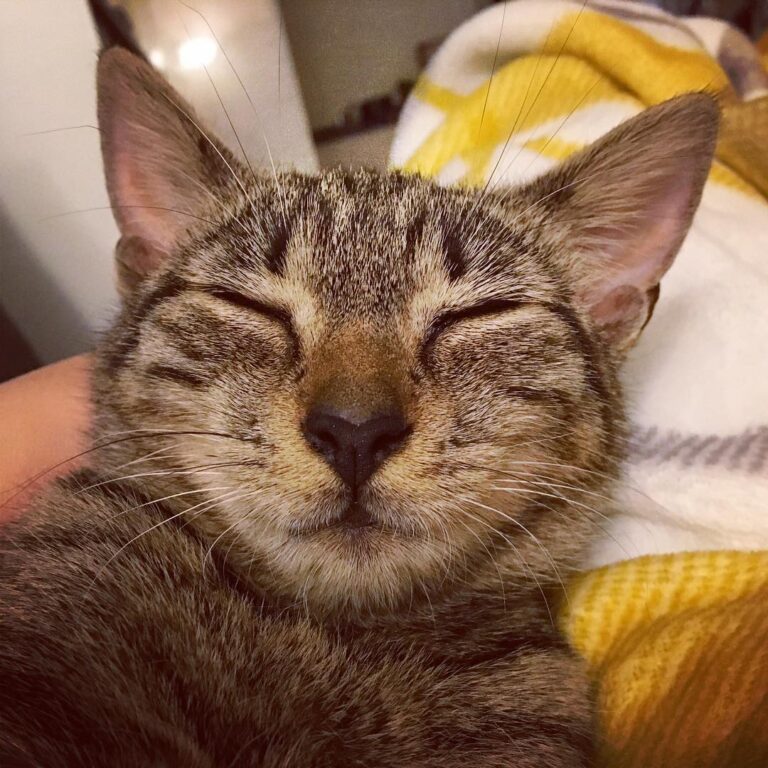 Derp gremlin