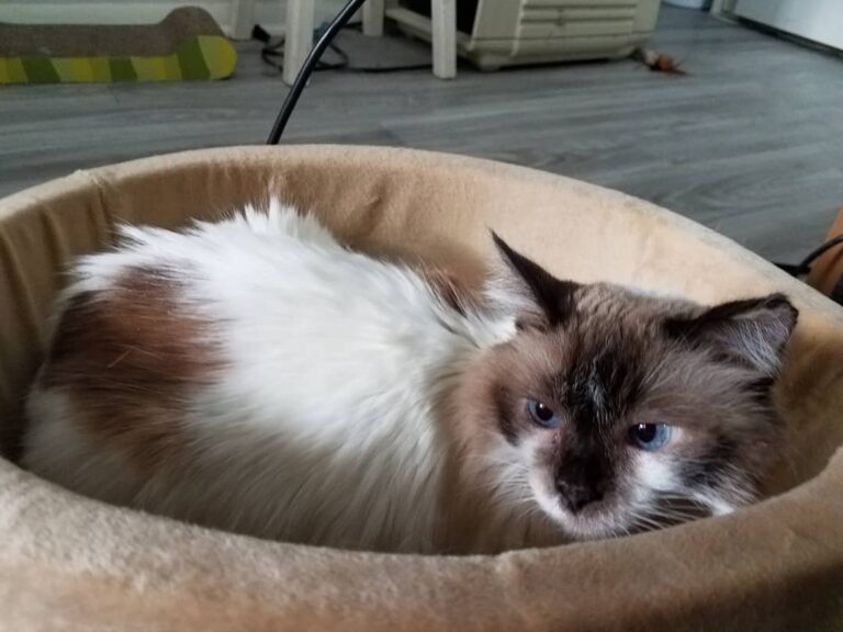 Derp looking so tiny in the heated bed
