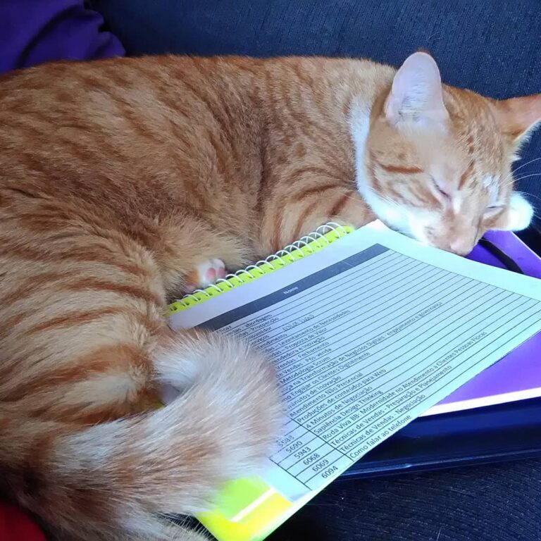 Eu juro que tava tentando estudar mas o Pudim não deixa! I was trying