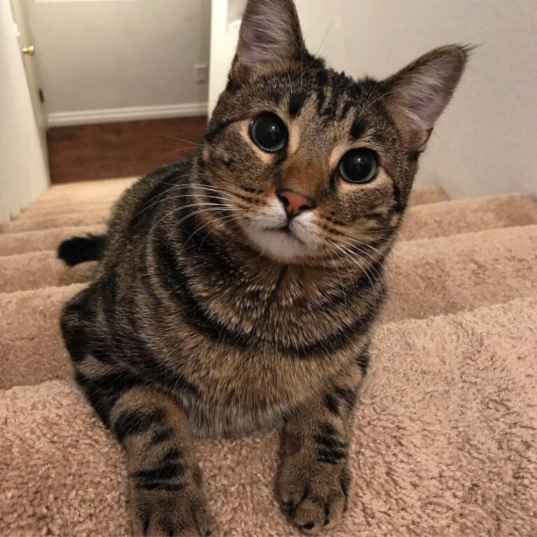 Food? Treats? No? Ok