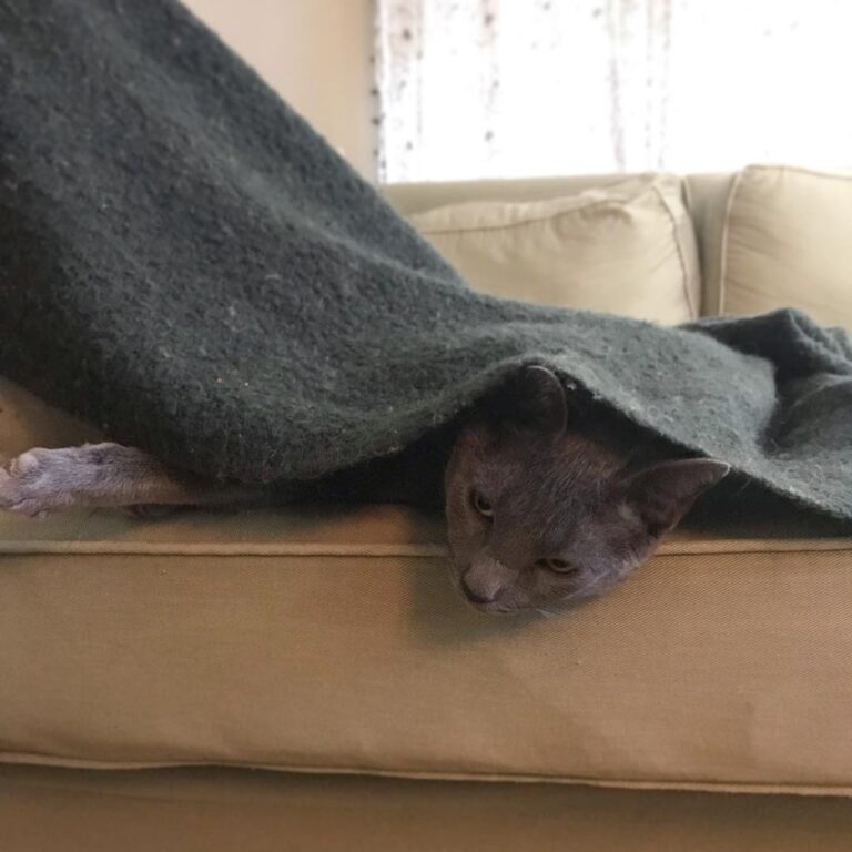 Gordon’s got the right idea staying under the covers on this cold and