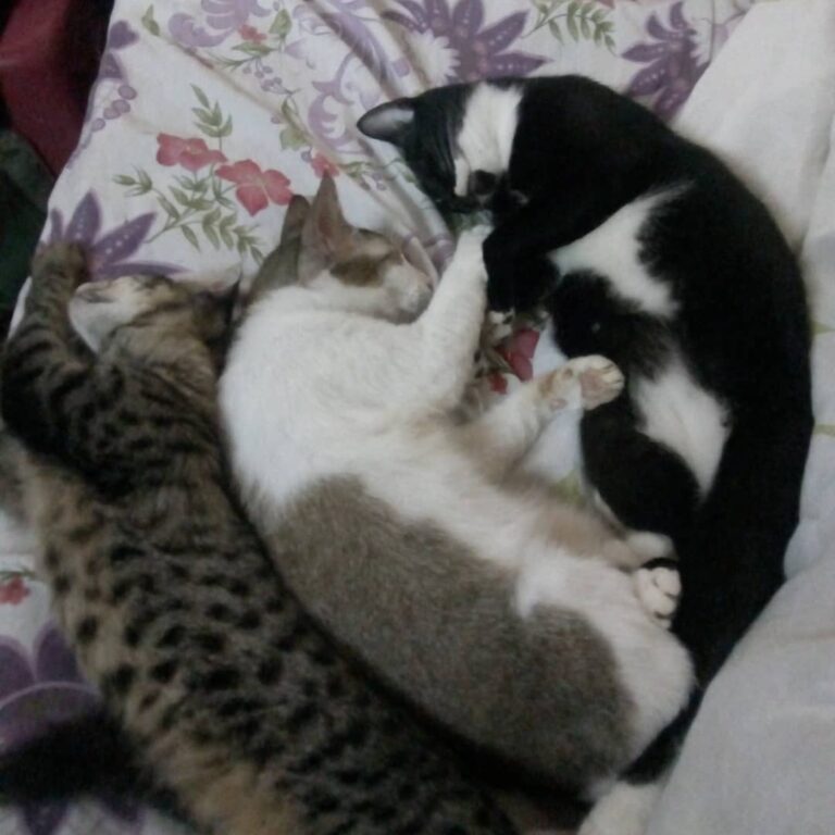 HANI(florzinha) ,Amora(docinho) e Lindinha. Nós somos as gatinhas
