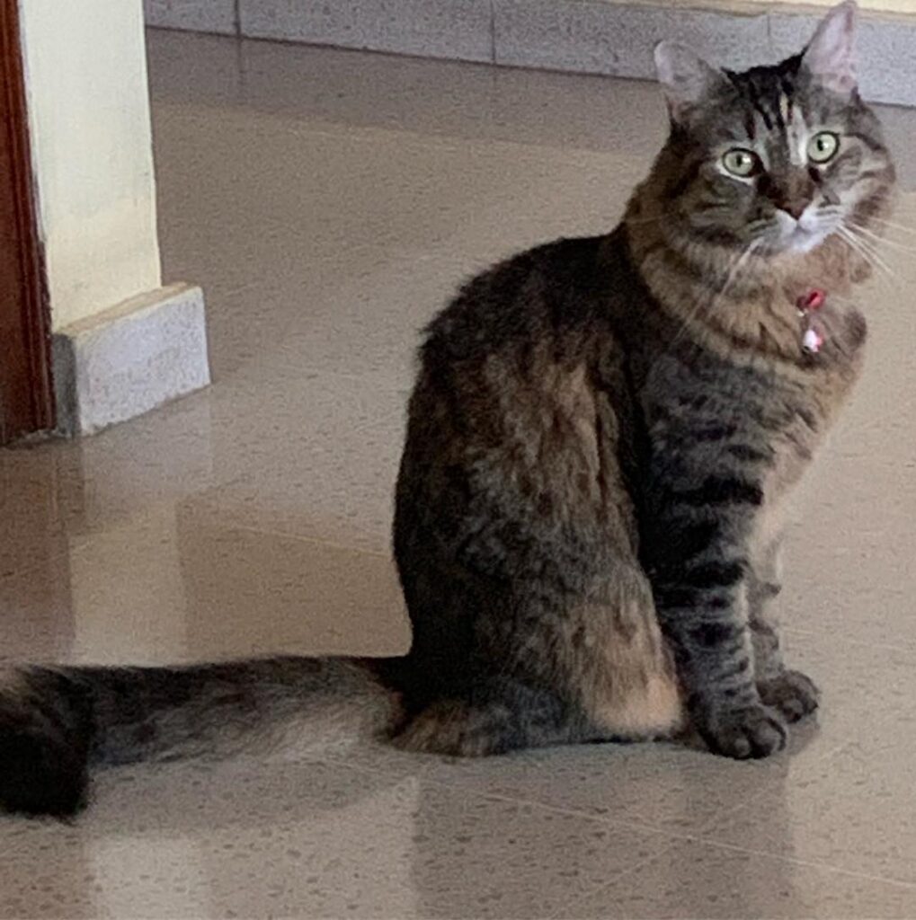 Happy Caturday Talking to mommy with my eyes saying “Can you stay