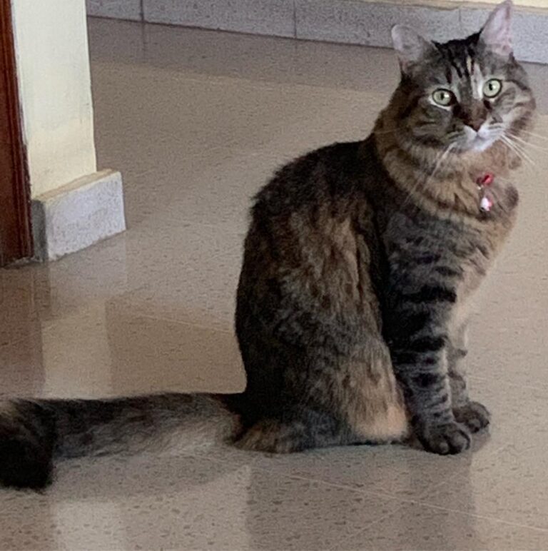 Happy Caturday Talking to mommy with my eyes saying “Can you stay