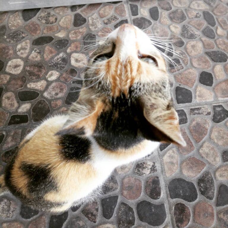 Happy Caturday!!! Things are looking up for TIK! Update: Glad that