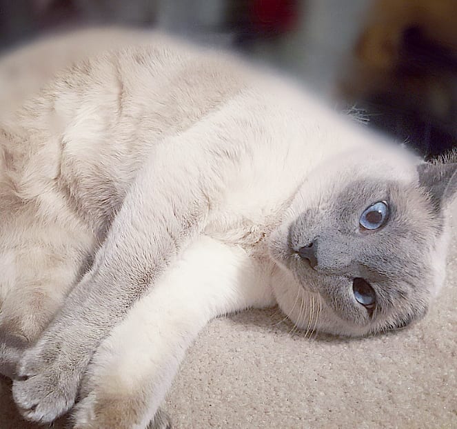 Happy Caturday friends! First weekend of 2019! May it be full of