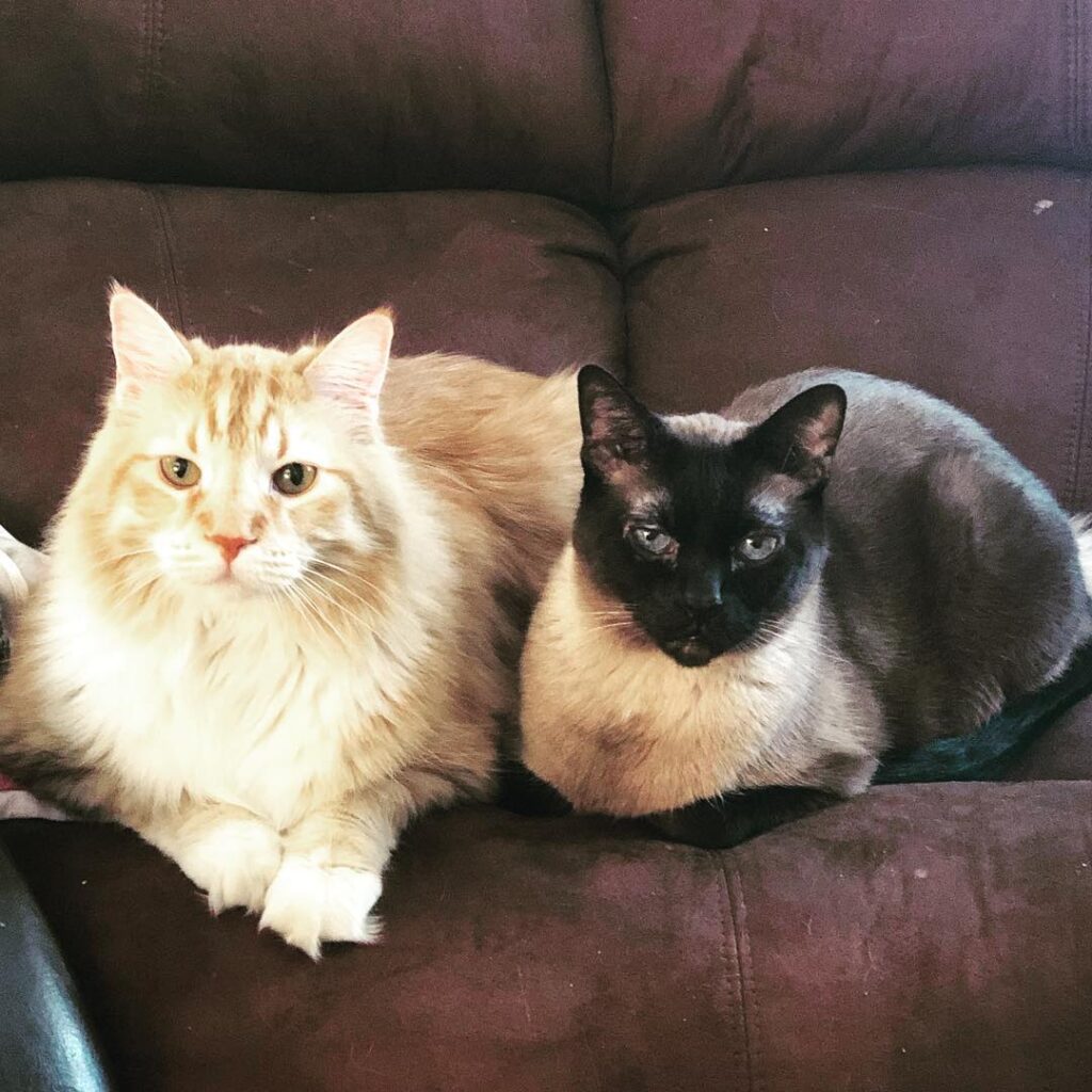 Happy Caturday from Rilo and Bruce!!