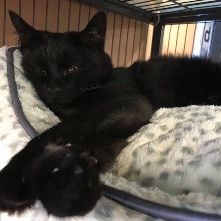 Happy Caturday from adoptable kitty and BLACK BEAUTY, Tasha! This
