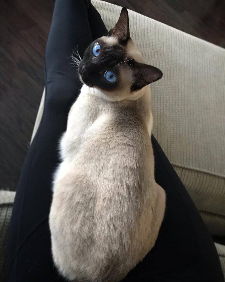 Happy Caturday • • •