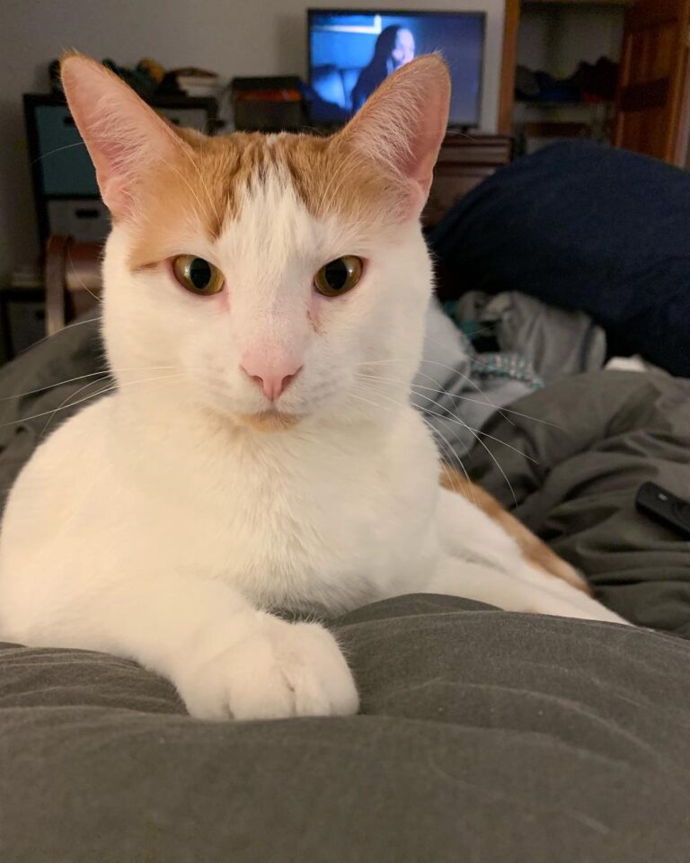 Happy Caturday.