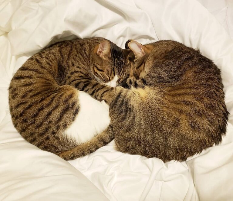 Happy New Year! Momo is just as happy a kitty in 2019 as in 2018. His