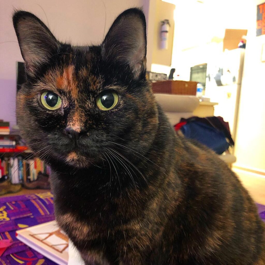 Happy caturday friends! Today I have napped, groomed, eaten, , napped