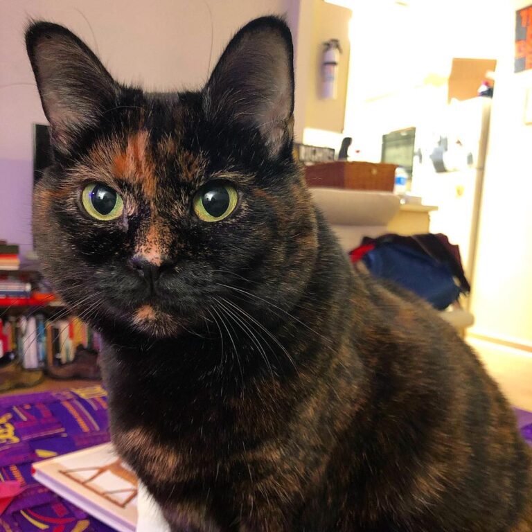 Happy caturday friends! Today I have napped, groomed, eaten, , napped