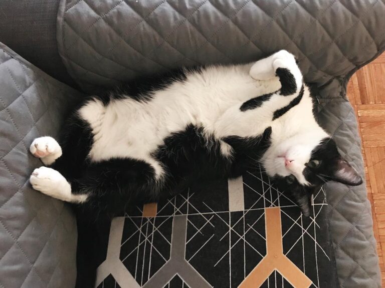 Happy from Chick and his cutest little paw formations