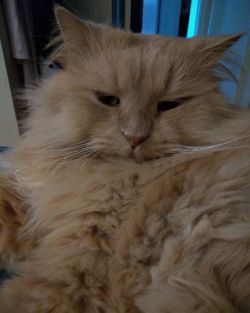 Happy from my Feline Overlord