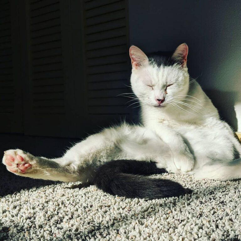 Happy lazy Caturday.