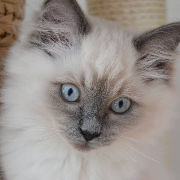 Hey furiends! We wish you a cozy weekend from snowy Austria! Do you