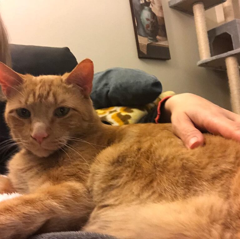 Hi! My name is Milo and I’m an orange tabby. My hobbies include