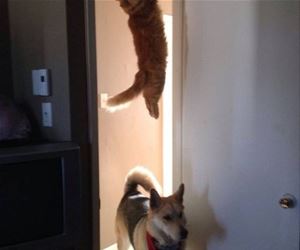 FunnyCatSite