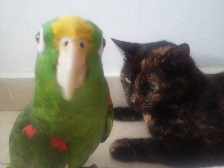 Hoy estoy jugando con mi hermano mayor Tommy Despertamos tarde y