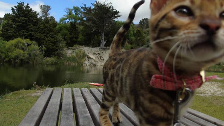 I can see you meowm . . .