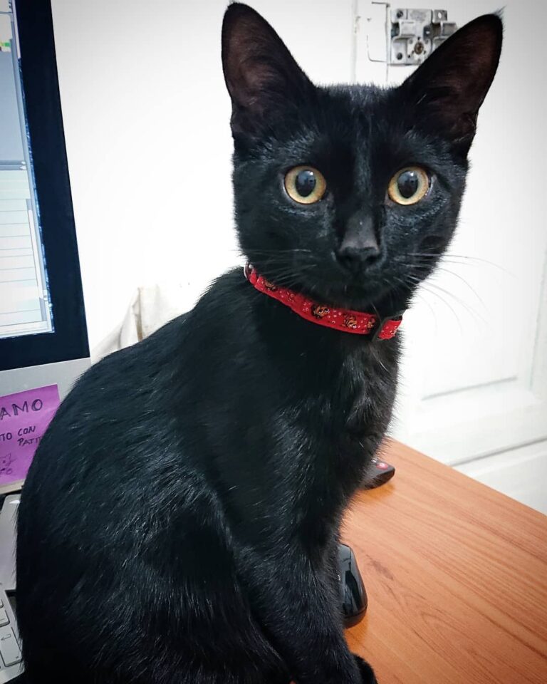 I don’t look like a rabbit, you insolent hooman *No parezco un