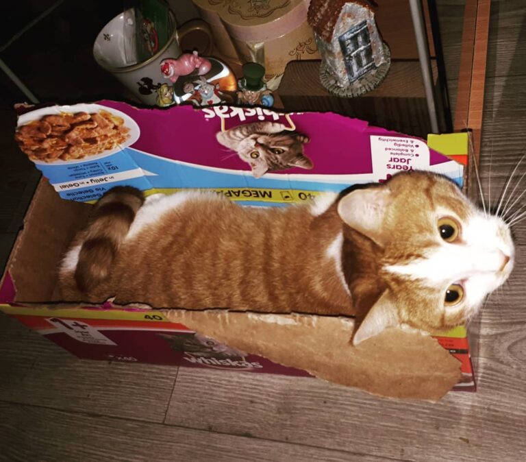 I fit purrrfectly in this box . . . .